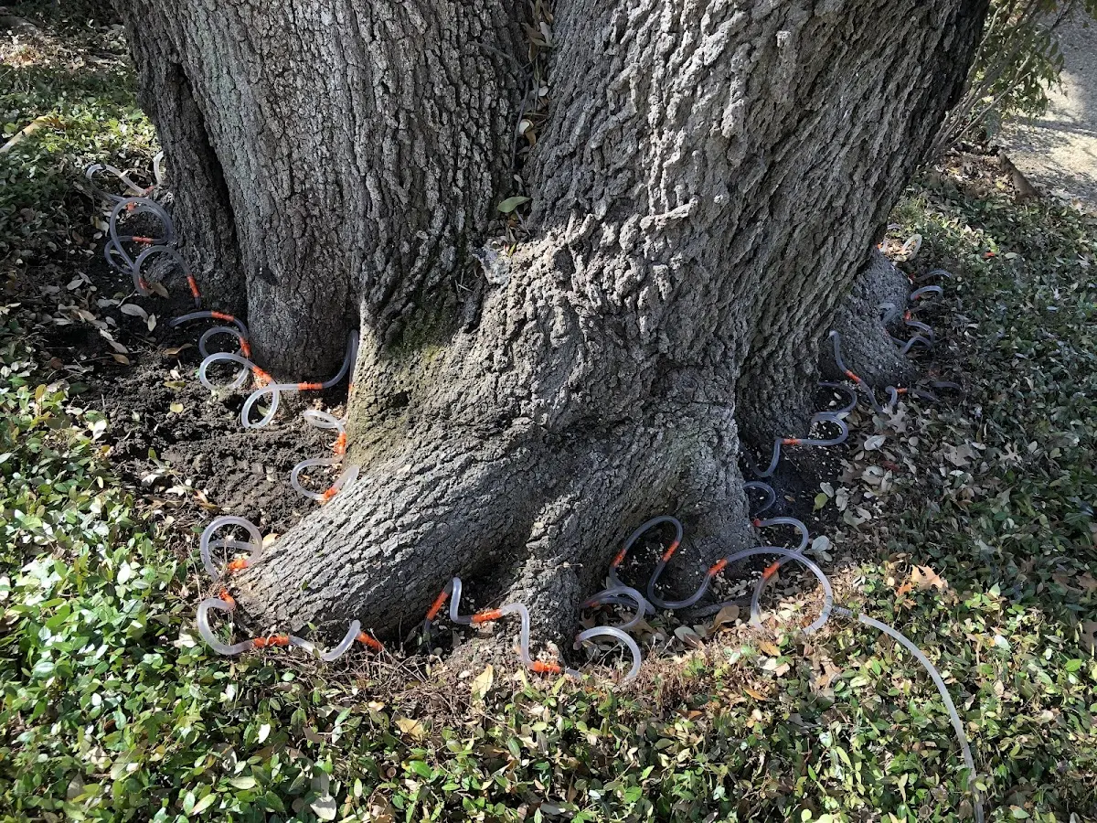Detailed Tree Cabling and Bracing job site in Hohenwald