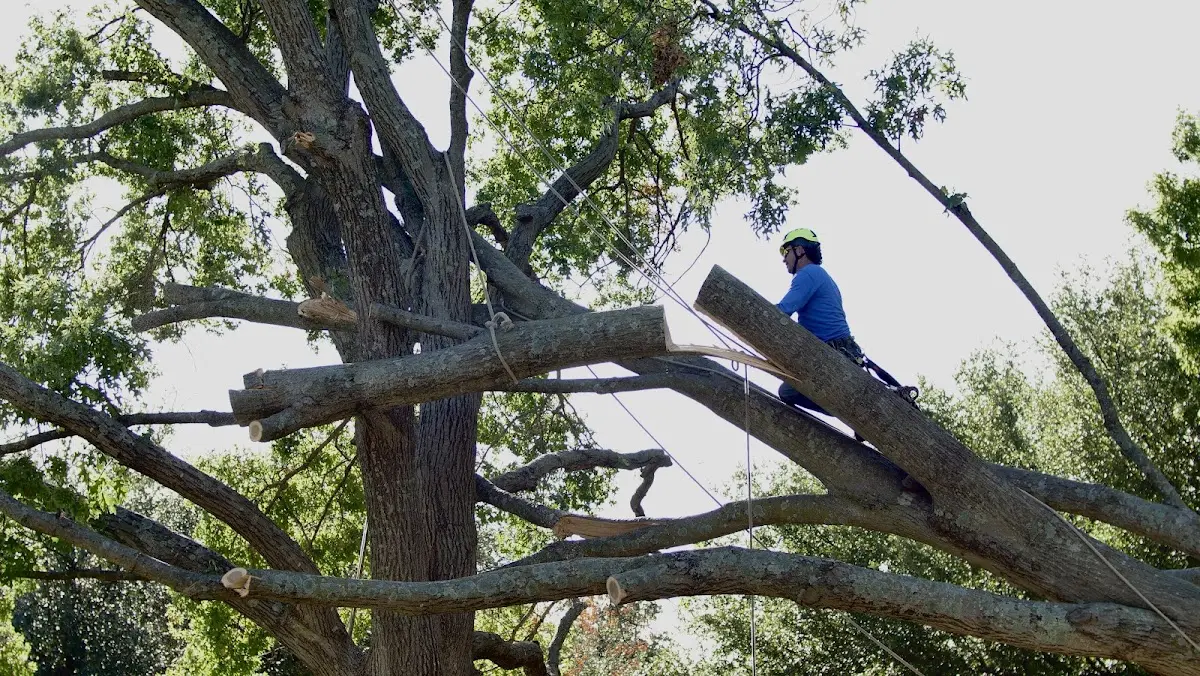 Professional Hazardous Tree Removal performed by certified arborists in Hohenwald